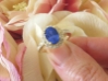 Natural Unheated Blue Sapphire Engagement Ring - Real Oval Ceylon Sapphire in 14k Yellow gold