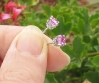 Womans Round Natural Pink Sapphire Stud Earrrings in 14k White Gold. Real 5mm Pink Sapphires.