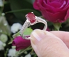 Simple Natural Burmese Ruby Solitaire Ring with Real Diamond Band in solid 14k white gold for sale